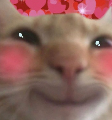 小猫头像